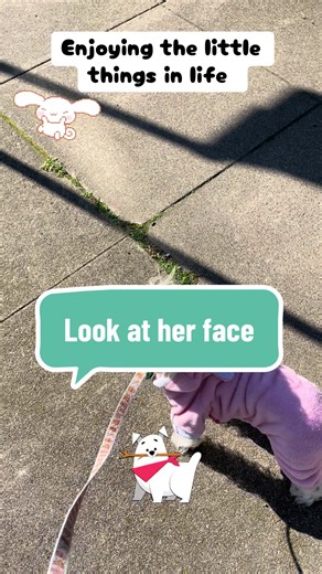 Coco had a fun walk today even tho it was windy. She was happy! #whitedog #schnoodle #cutedog #happydog #dogwalking