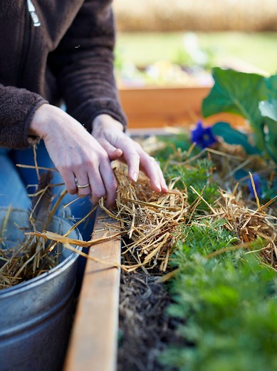 Mulching Your Vegetable Garden with Straw: Benefits and Tips