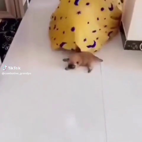 The Science of Dogs in Half Life Memes