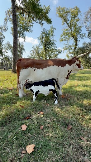 Hard to believe that she is over two months old now and still so incredibly cute ! (She was claimed early on & will leave after weaning) This video was at day one after draining mom’s milk-bag! Brazos Bottom Bovines | Brazos Bottom Bovines