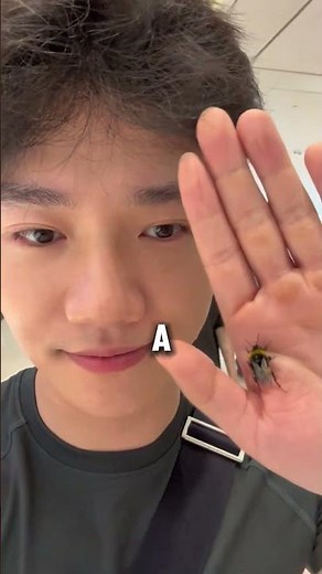 Man and His Pet Bumblebee Xiao Mi | A Day Together