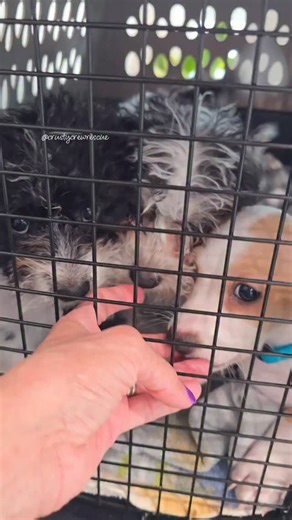 Crusty Crew Rescue on Instagram: "💙 Devore shelter survivors Beanie, Mittens, Boots 💙 Winters boys did so good at their appointment for 2nd round vaccines. Only 1 scream during nail trimming but that's it! The boys will be neutered on February 12th & after that, they will be officially ready for furever homes or foster homes! The boys are 11 weeks old currently & it would be awesome for them to start their lives with furever families so if anyone has been thinking of adding a puppy to your hea