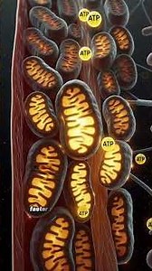 Upgrade Your Recovery System (Science Explained) #bodybiology #science #facts