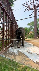 160K views · 9.5K reactions | Meet elephant keeper Dillon and African elephant Renee in honor of #NationalZooKeeperWeek!  | The Toledo Zoo | Facebook
