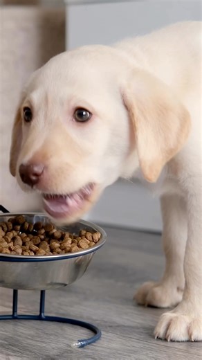 4 comments | FREE FOOD FOR A YEAR  Enter for your chance to win one free bag of qualifying dog or cat food each month for 12 months, redeemed in-store. Follow, like, share, and comment to enter. No purchase necessary. Entries open Dec 19–Dec 31. Winner announced Jan 9. | Pet Supermarket | Facebook