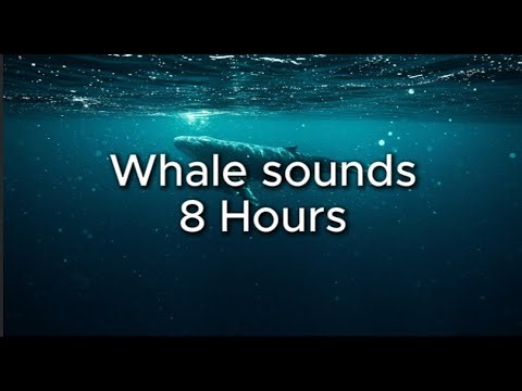 Whale Sounds for Relaxation 8hours