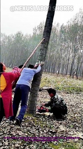 Tree Felling Collaboration: Guiding Trees to Fall in Controlled Direction Safely