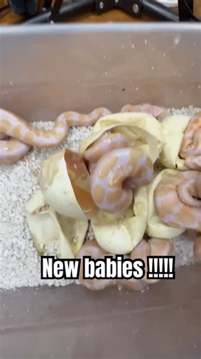 The Yox2 Experience on Instagram: "Look like little toys dipped in apoxy. Breeding these guys can be a headache but the results be fire ! - #ballpython #snake #ballpythonsofinstagram #reptiles #snakes #snakesofinstagram #reptile #reptilesofinstagram"