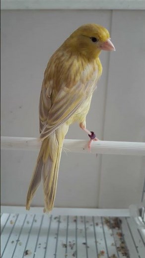 canari isabelle jaune