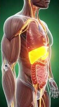 {{Food}} inside the human body – 3D Anatomy | Health Animation