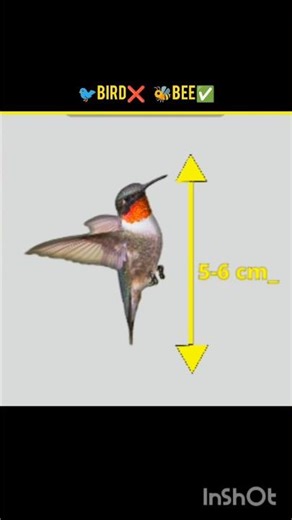 Meet Zunzuncito 🐦 World’s Smallest Hummingbird | Amazing Bird Facts