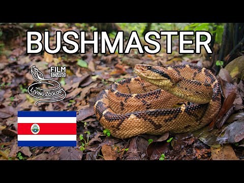 Central American bushmaster, deadly pit viper, one of the longest venomous snakes, Costa Rica