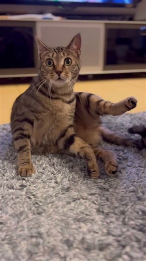 見つかっちゃったーの顔w #猫のいる暮らし #保護猫 #キジトラ #かわいい