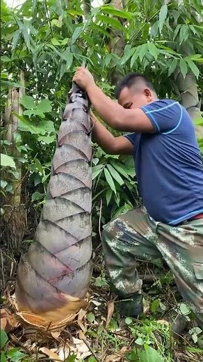 How Farmers Grow Fresh Vegetables | Organic Farming