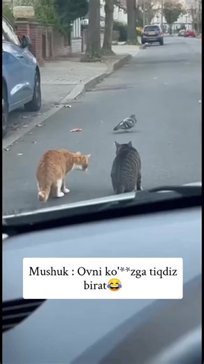 Sardorbek Asqaraliyev on Instagram: "日本利用压电瓷砖将脚步转化为电能。这些瓷砖捕捉来自你脚步的动能。当你行走时，你的重量和动作会对瓷砖产生压力。瓷砖会轻微弯曲，从而产生机械应力。瓷砖内部的压电材料将这种应力转化为电能。每一步都会产生少量电荷，而数百万步结合在一起就能产生足够的电力来驱动 LED 灯、数字显示屏和传感器。在像涩谷车站这样繁忙的地方，每天大约有 240 万个脚步为这一系统作出贡献。这些电能可以被储存或立即使用，从而减少对传统电力来源的依赖，并支持可持续的城市基础设施。这种方法将日常运动转化为实用的可再生能源 #日本 #知识 #事实 #你知道吗 #推荐 #科技 #创新 #历史 #技术 #实验 #热门"