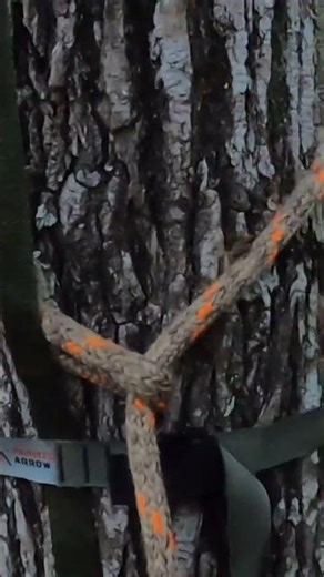 Video Drops tomorrow! #floridahunting #bowhunting #hoghunting #longbow #publiclandhunt #tradbow