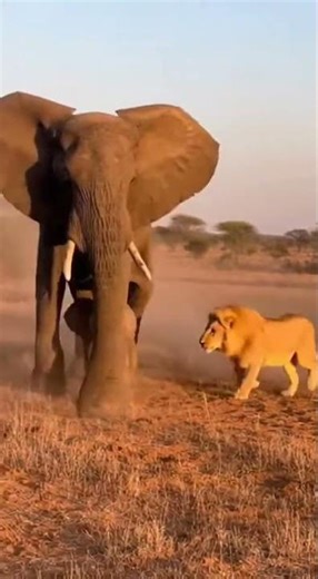 Epic Battle: Elephant vs. Lion Showdown #Elephant #shorts