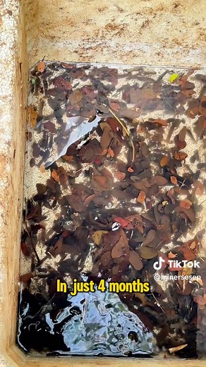 Harvesting Australian Red Claw Crayfish for Profit