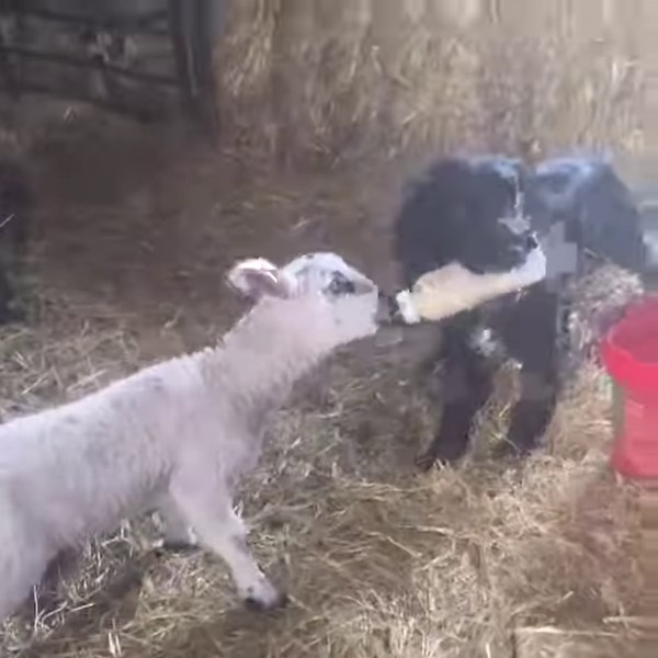 8.1M views · 81K reactions | Wasted as a gun dog.   Harriett Warne | Farmers Weekly | Facebook