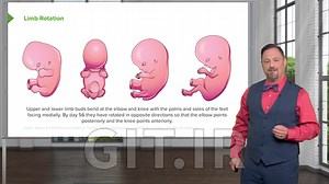 رشد سیستم اسکلتی-عضلانی و پوست