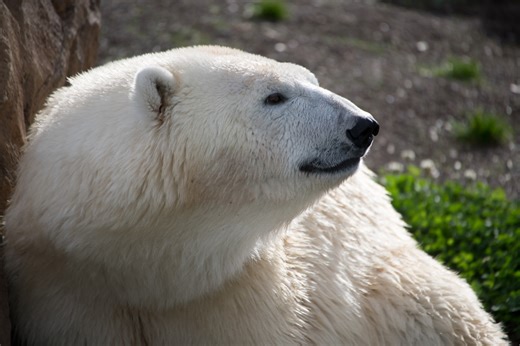 Oregon Zoo to offer half-price tickets for one week in November