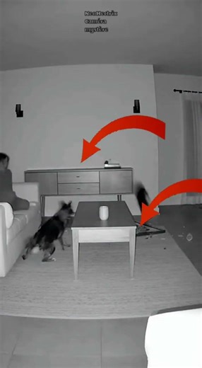 Personne Dans La Chambre… Alors Qui A Fait Ça ?