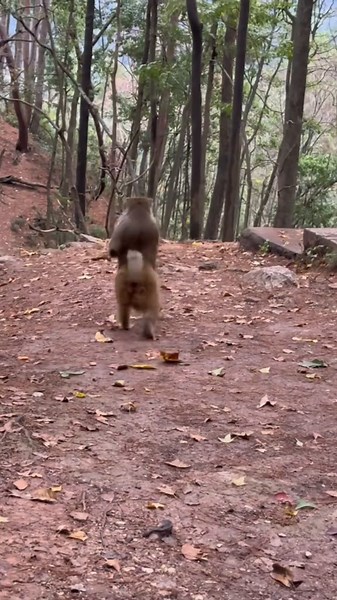 How Fast Can a Monkey Run? Amazing Animal Facts