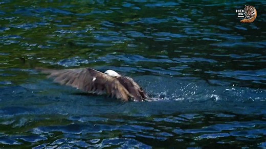 Lesser frigatebird wildlife #wildanimalsextra #wildanimalshorts #hindi #wildlife #wildanimals | Wild Animals Extra