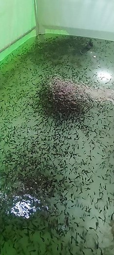 School of Catfish Fingerlings