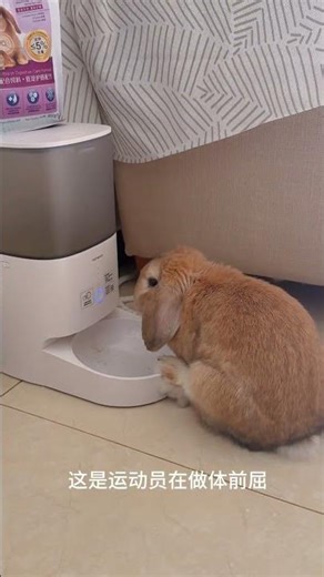 Challenge Yourself: No Rabbit Pics for 24 Hours