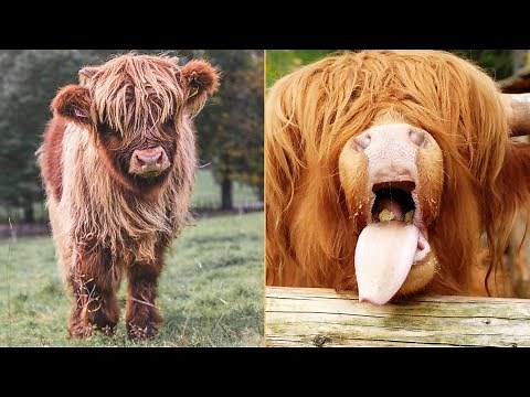 Highland Cows: The Ancient, Shaggy Survivors of Scotland 🐮 #highlandcows #cattlebreeds