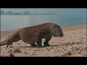 Komodowaran: Die mächtigste Echse der Welt