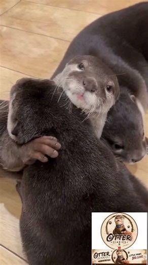 POV: An otter chose YOU as its favourite human 🦦❤️