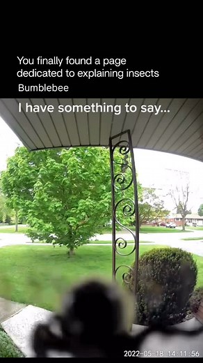 Explaining Insects 🦋 on Instagram: "Bumblebees are large, fuzzy bees known for their gentle nature and powerful pollination skills. Their thick hair helps them collect and carry pollen efficiently, making them some of the most effective pollinators in nature. Bumblebees can fly in cooler temperatures and low light, which allows them to work early mornings and in colder climates where other bees cannot. They live in small colonies, often nesting underground, and are famous for “buzz pollination,