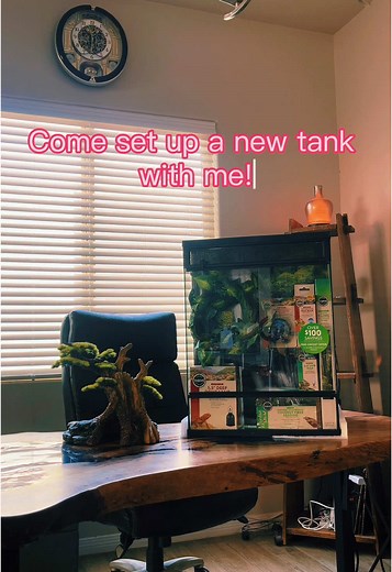 Crested Gecko Tank Setup: Complete Guide and Tips