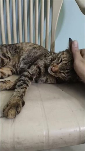 Nakrebaaz # meri cutki #happy #cat #lover