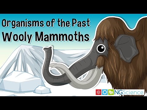Organisms of the Past – Wooly Mammoths