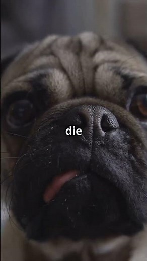 Unglaubliche Fakten über den Mops! 🦴