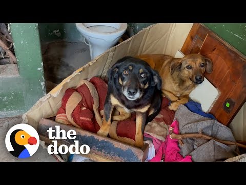 These Dogs Were Living In An Outdoor Bathroom — Now They’re Thriving | The Dodo
