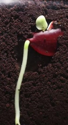 seed opening short time lapse #amazingnature #nature #plantdevelopment