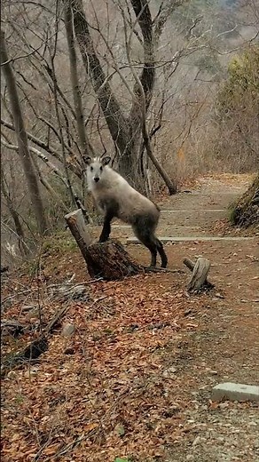 鹿狼山のカモシカ#鹿狼山#ニホンカモシカ