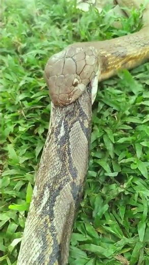 King cobra makan ular python