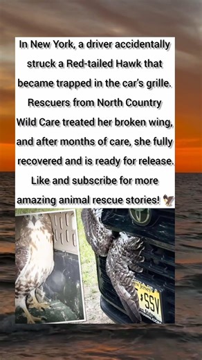 Driver Hits Red-Tailed Hawk—What Happened Next Will Inspire You! 🦅❤️