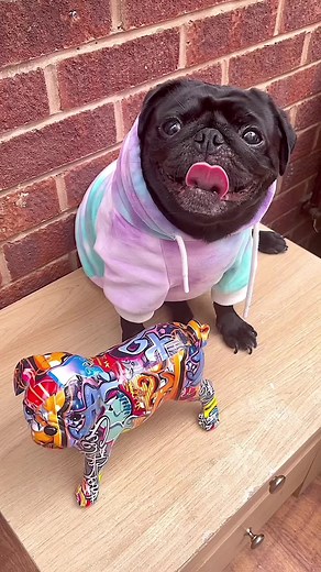 Do you love it? #dogsoftiktok #dog #puggyrascals #petsoftiktok #pugsoftiktok #pug #viral #blowthisup #follow #cutedog