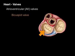 Heart Valves Anatomy Animation