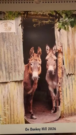 📅✨ Our new Deluxe Sai sanctuary Calendars Are Here! 🫏💛 We’re so excited to share our brand new Deluxe 2026 Sai Sanctuary Calendars — and they’re absolutely amazing! Each month features a different photo of our beautiful animals, capturing their unique personalities and charm. 🥰 These stunning calendars are the perfect way to brighten up your home (or office!) all year long — and they also make a thoughtful Christmas gift for any animal lover. 🎁🐴 💰 Prices: * €20 each (collection) * €25 wit