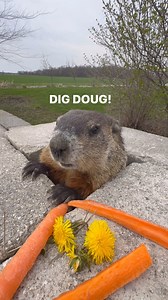 9.1K views · 152 reactions | Dig Doug spotted patrolling his territory while snacking away before heading into the warehouse for further inspection. A lot of work and cleanup has been going on here with the property (Thank You Dev One!) but about to blast back into business mode with a lot of exciting projects here now and coming soon!! A good day to all!!! MUSKA™️ - [Back to Business] | Chad Muska | Facebook