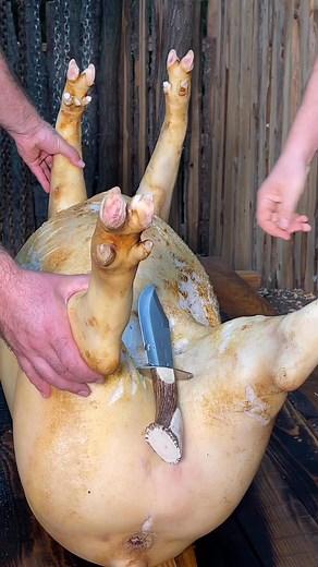 Atât de repede #pork #pigfarming #butcher | Wildfire Cooking