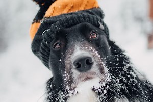 Dog Houses For Winter | Setting Up Water and Insulation