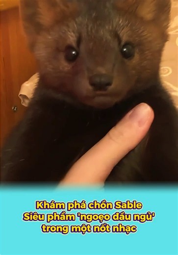 Sinh vật nhỏ vừa đáng yêu vừa thông minh, có thể chìm vào giấc ngủ chỉ trong chớp mắt! #gocnhodangyeu #chonsable #thegioidongvat #dongvatdethuong #animals